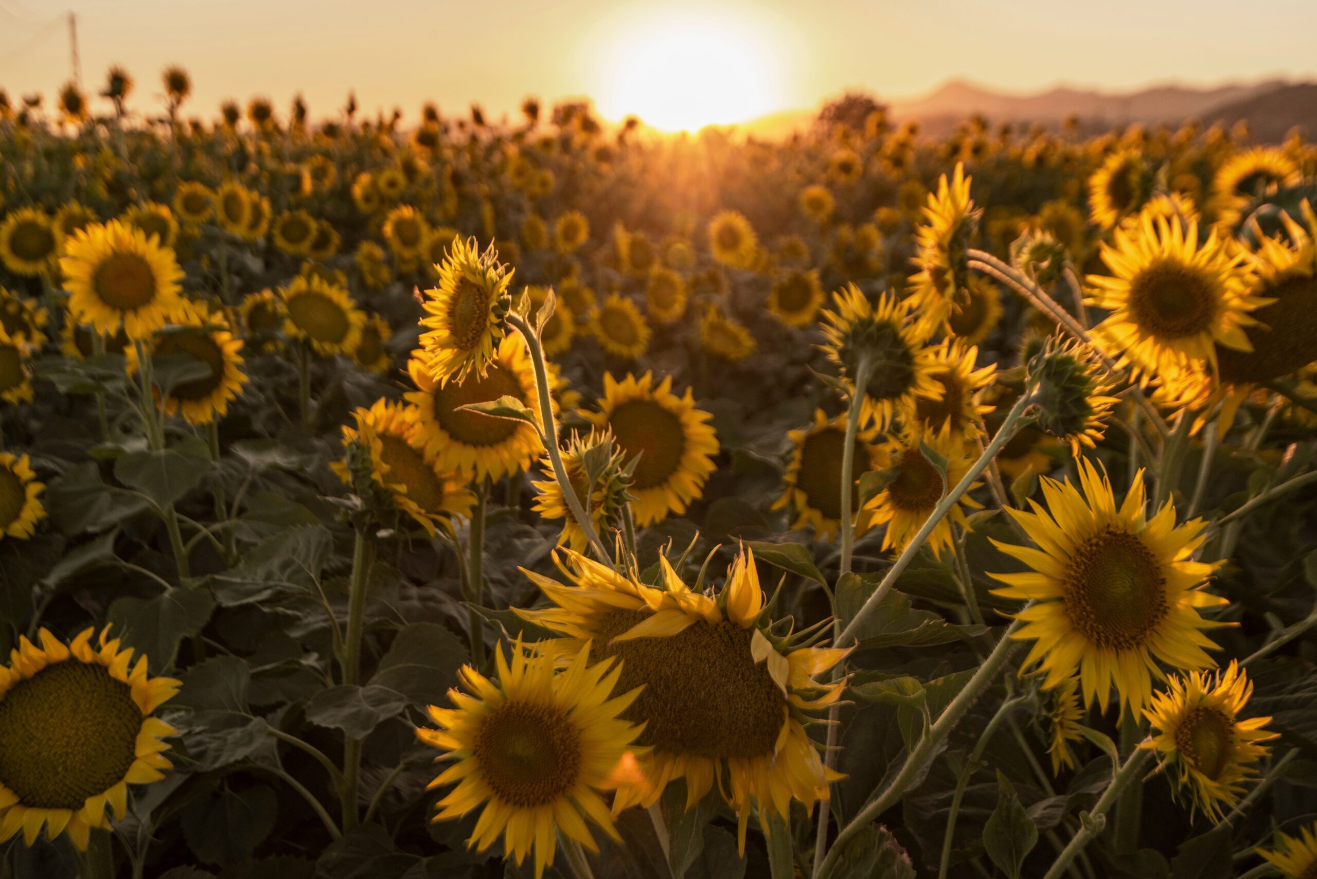 Bündnis 90/Die Grünen Minden – Sonnenblumen